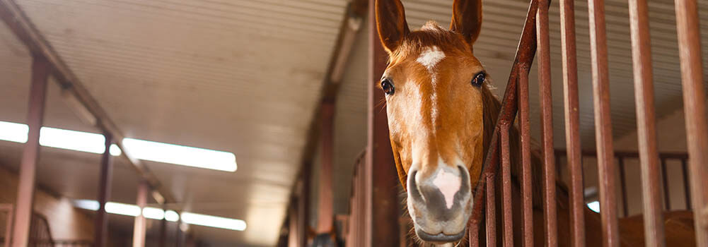 horse-bedding-pellets